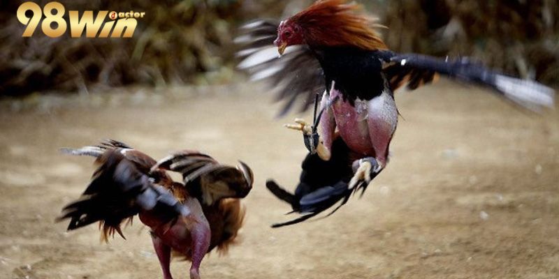Chuyên mục hỗ trợ theo dõi, đặt cược đá gà theo nhiều cách Chuyên mục hỗ trợ theo dõi, đặt cược đá gà theo nhiều cách