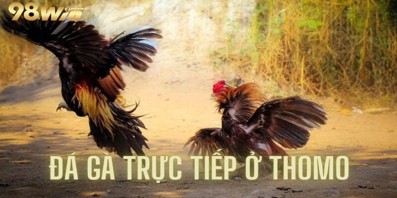 Đá Gà Trực tiếp Ở Thomo - Trải Nghiệm Cảm Giác Cực Mới